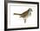 White-Throated Sparrow (Zonotrichia Albicollis), Birds-Encyclopaedia Britannica-Framed Art Print