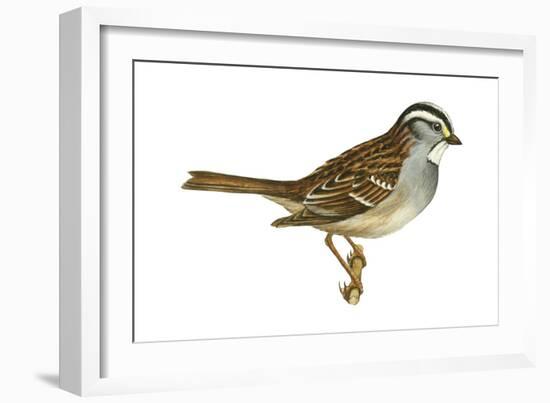 White-Throated Sparrow (Zonotrichia Albicollis), Birds-Encyclopaedia Britannica-Framed Art Print