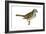 White-Throated Sparrow (Zonotrichia Albicollis), Birds-Encyclopaedia Britannica-Framed Art Print