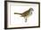 White-Throated Sparrow (Zonotrichia Albicollis), Birds-Encyclopaedia Britannica-Framed Art Print