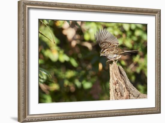 White-Throated Sparrow-Gary Carter-Framed Photographic Print