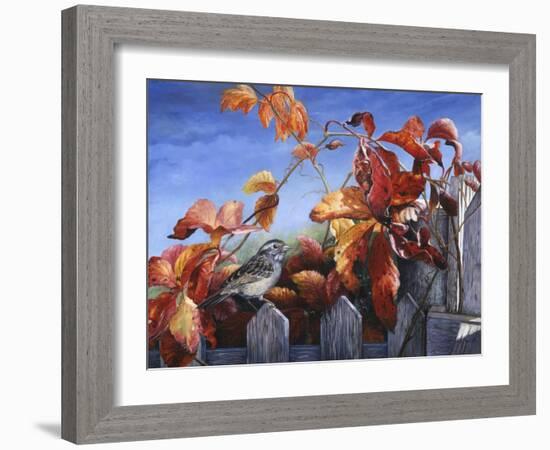 White Throated Sparrow-Kevin Dodds-Framed Giclee Print