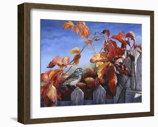 White Throated Sparrow-Kevin Dodds-Framed Giclee Print