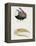 White-Throated Toucan (Ramphastos Tucanus) and its Beak Bone Structure, Ramphastidae-null-Framed Premier Image Canvas