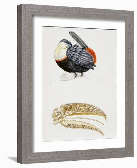 White-Throated Toucan (Ramphastos Tucanus) and its Beak Bone Structure, Ramphastidae-null-Framed Giclee Print