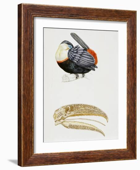 White-Throated Toucan (Ramphastos Tucanus) and its Beak Bone Structure, Ramphastidae-null-Framed Giclee Print