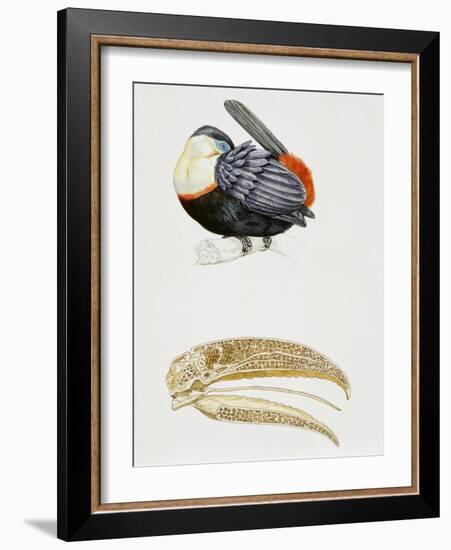 White-Throated Toucan (Ramphastos Tucanus) and its Beak Bone Structure, Ramphastidae-null-Framed Giclee Print