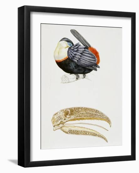 White-Throated Toucan (Ramphastos Tucanus) and its Beak Bone Structure, Ramphastidae-null-Framed Giclee Print