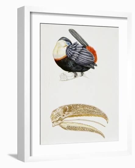 White-Throated Toucan (Ramphastos Tucanus) and its Beak Bone Structure, Ramphastidae-null-Framed Giclee Print