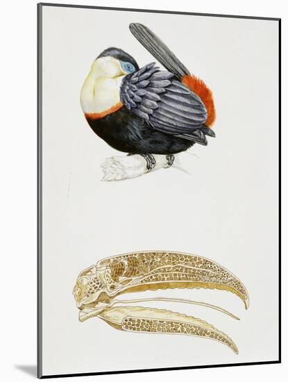 White-Throated Toucan (Ramphastos Tucanus) and its Beak Bone Structure, Ramphastidae-null-Mounted Giclee Print