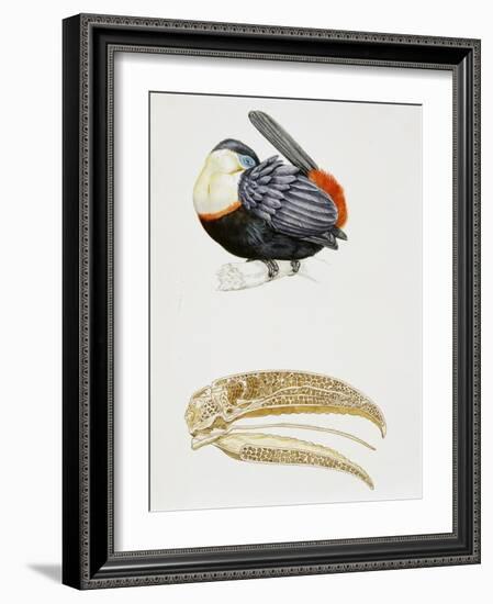 White-Throated Toucan (Ramphastos Tucanus) and its Beak Bone Structure, Ramphastidae-null-Framed Giclee Print