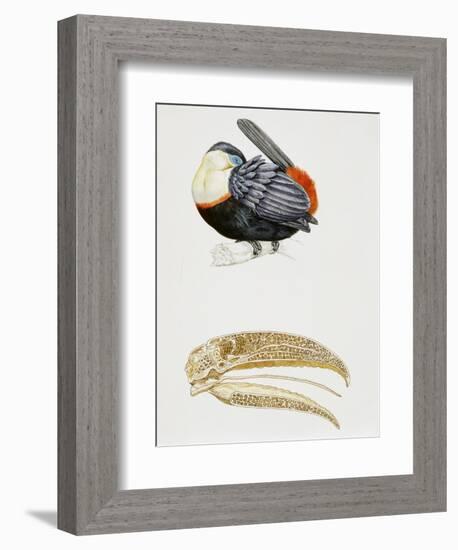 White-Throated Toucan (Ramphastos Tucanus) and its Beak Bone Structure, Ramphastidae-null-Framed Giclee Print