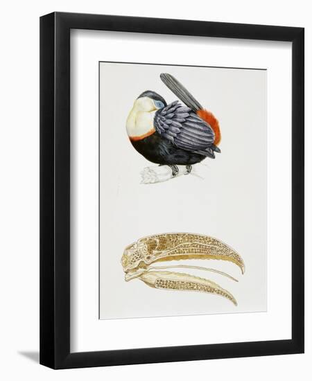 White-Throated Toucan (Ramphastos Tucanus) and its Beak Bone Structure, Ramphastidae-null-Framed Giclee Print