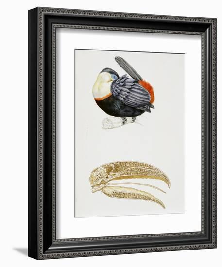 White-Throated Toucan (Ramphastos Tucanus) and its Beak Bone Structure, Ramphastidae-null-Framed Giclee Print