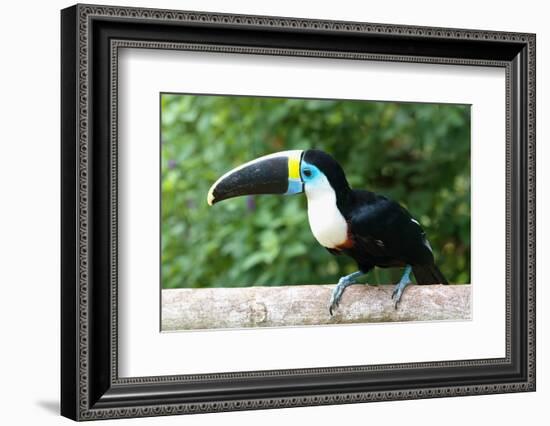 White-throated toucan (Ramphastos tucanus), Manu National Park cloud forest, Peru-G&M Therin-Weise-Framed Photographic Print