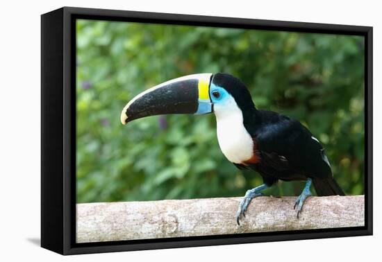 White-throated toucan (Ramphastos tucanus), Manu National Park cloud forest, Peru-G&M Therin-Weise-Framed Premier Image Canvas