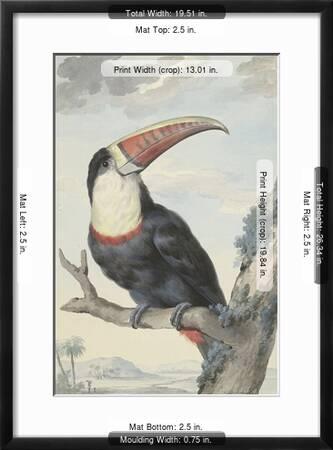 White Throated Toucan Art Print Aert Schouman Art Com
