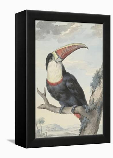 White-Throated Toucan-Aert Schouman-Framed Stretched Canvas