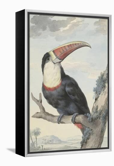 White-Throated Toucan-Aert Schouman-Framed Stretched Canvas