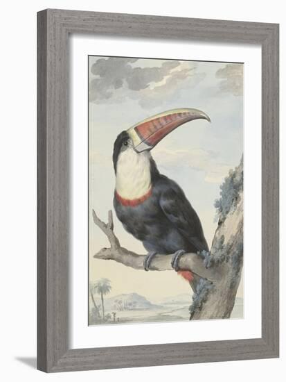 White-Throated Toucan-Aert Schouman-Framed Art Print