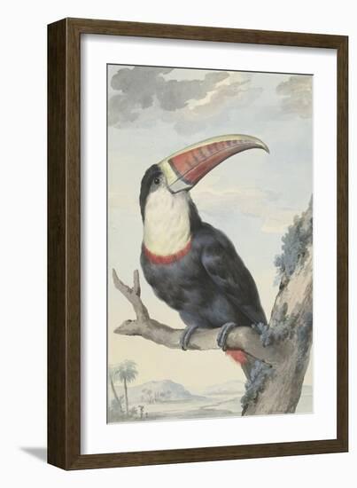 White-Throated Toucan-Aert Schouman-Framed Art Print