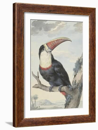 White-Throated Toucan-Aert Schouman-Framed Art Print