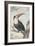 White-Throated Toucan-Aert Schouman-Framed Art Print