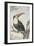 White-Throated Toucan-Aert Schouman-Framed Art Print