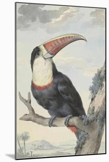 White-Throated Toucan-Aert Schouman-Mounted Art Print