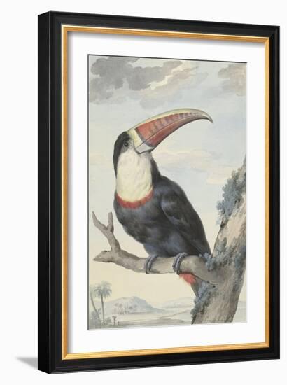 White-Throated Toucan-Aert Schouman-Framed Art Print