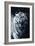 White Tiger 2-Gordon Semmens-Framed Photographic Print