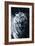 White Tiger 2-Gordon Semmens-Framed Photographic Print