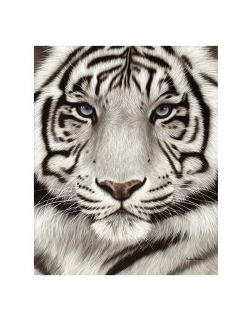 White Tiger Face Portrait Art Print Rachel Stribbling Art Com