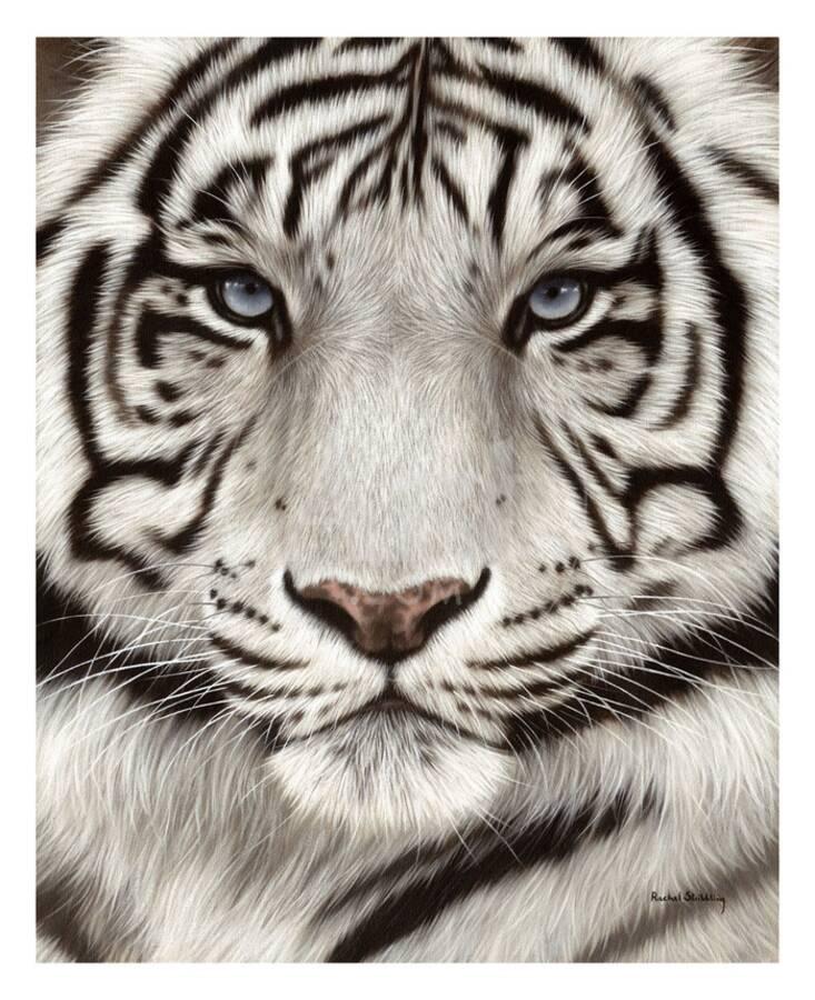 White Tiger Face Portrait Giclee Print Rachel Stribbling Art Com