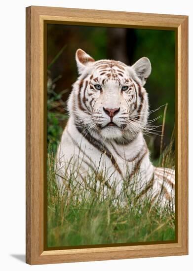 White Tiger in Grass-Lantern Press-Framed Stretched Canvas