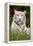 White Tiger in Grass-Lantern Press-Framed Stretched Canvas