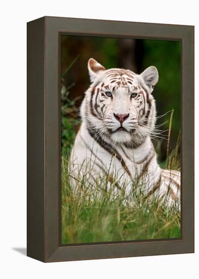 White Tiger in Grass-Lantern Press-Framed Stretched Canvas