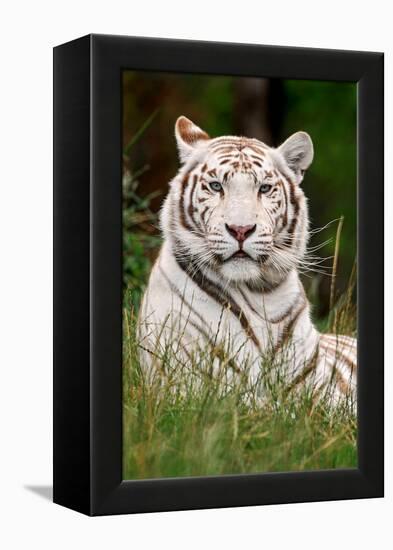 White Tiger in Grass-Lantern Press-Framed Stretched Canvas