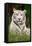 White Tiger in Grass-Lantern Press-Framed Stretched Canvas