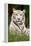 White Tiger in Grass-Lantern Press-Framed Stretched Canvas