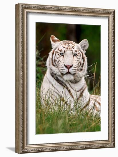 White Tiger in Grass-Lantern Press-Framed Art Print