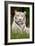 White Tiger in Grass-Lantern Press-Framed Art Print