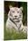 White Tiger in Grass-Lantern Press-Mounted Art Print