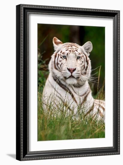 White Tiger in Grass-Lantern Press-Framed Art Print