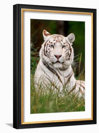 White Tiger in Grass-Lantern Press-Framed Art Print