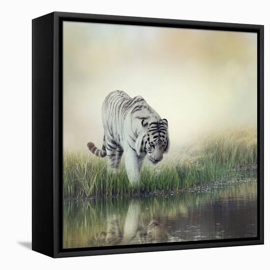 White Tiger near A Pond-abracadabra99-Framed Premier Image Canvas
