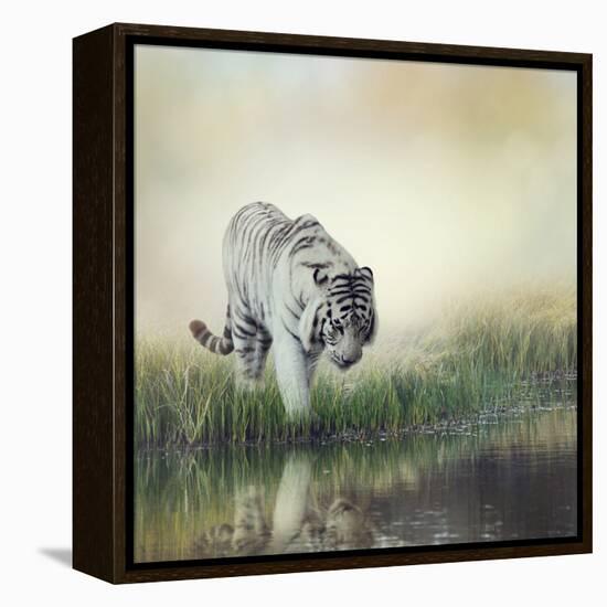 White Tiger near A Pond-abracadabra99-Framed Premier Image Canvas