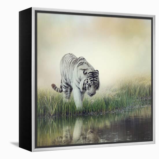 White Tiger near A Pond-abracadabra99-Framed Premier Image Canvas