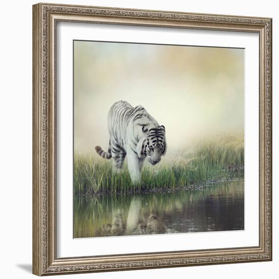 White Tiger near A Pond-abracadabra99-Framed Photographic Print