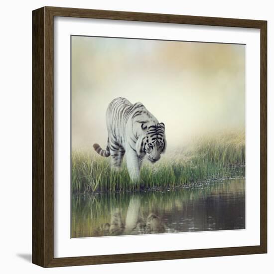 White Tiger near A Pond-abracadabra99-Framed Photographic Print